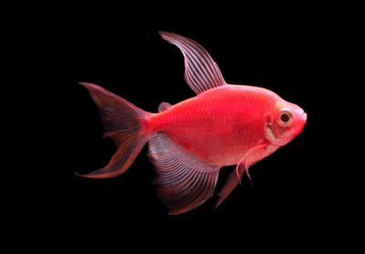 Тернеция (GloFish) Ассорти Вуалевая